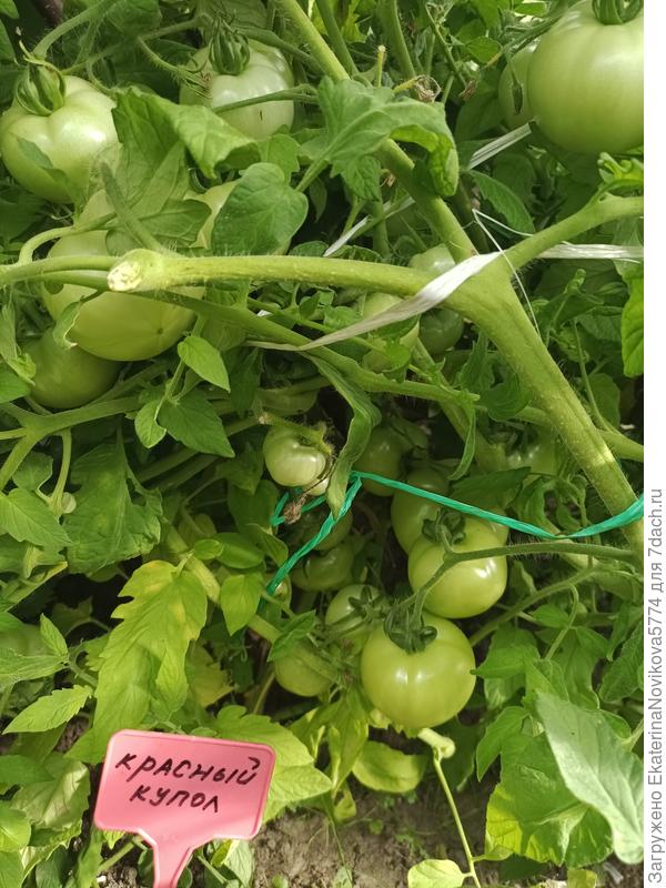 томат Красный Купол