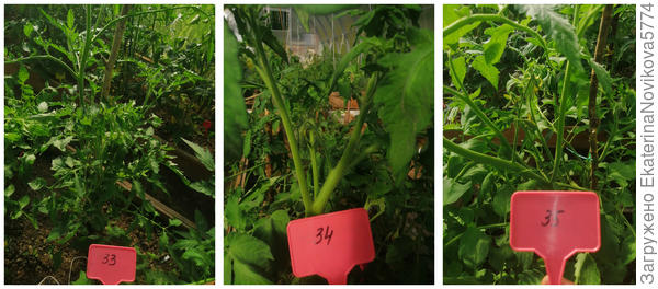 первые завязи цветов