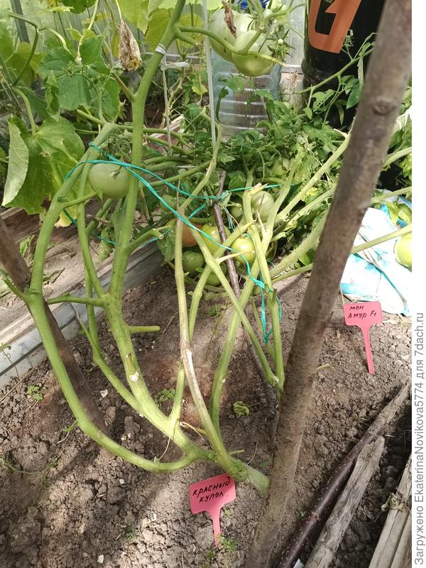 томат Красный Купол 07.08.2022г.