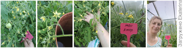 цветение, завязь томат Мон Амур