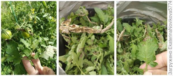 болезнь томата Арапчонок