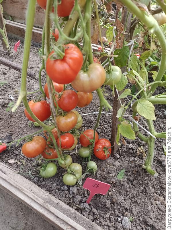 томат Красный Купол 21.08.2022г.