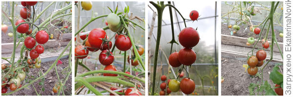 томат Арапчонок 28.08.2022г.