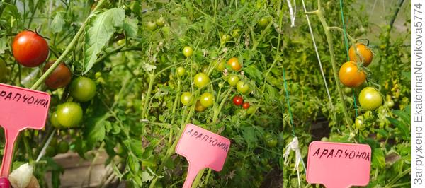томат Арапчонок 07.08.2022г