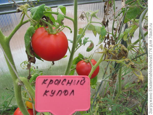 томат Красный Купол