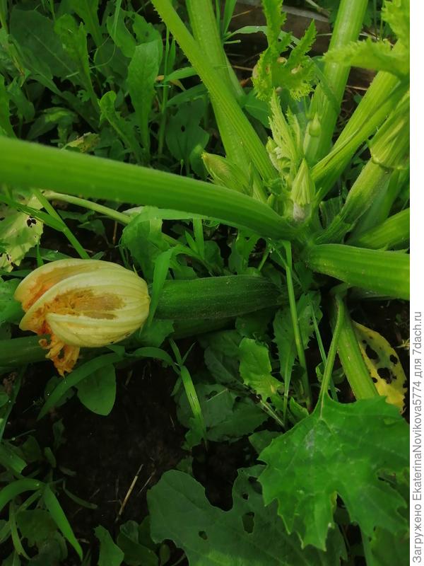кабачок