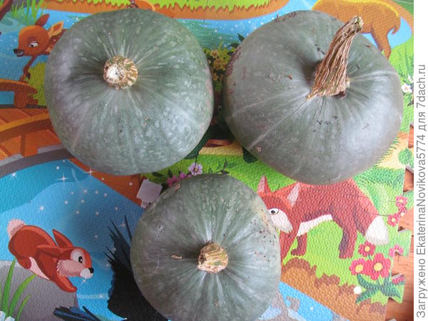 тыква Ворожея