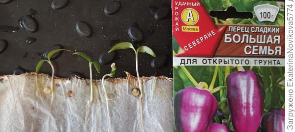 Большая семья