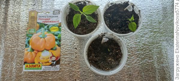 Гогошар оранжевый