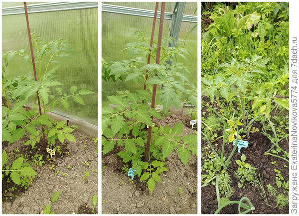 Томат Красна девица