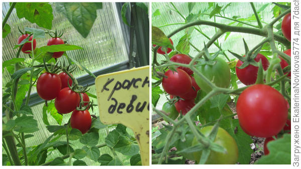 Томат Красна девица 14.08.2023г.