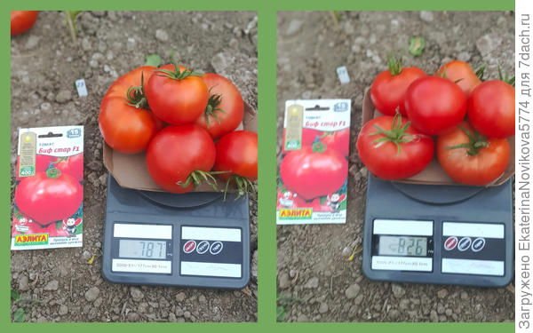 Томат Биф Стар F1