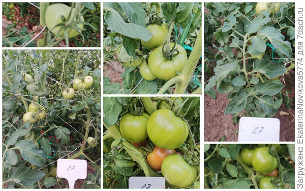 Томат Биф Стар F1 04.08.2023г.