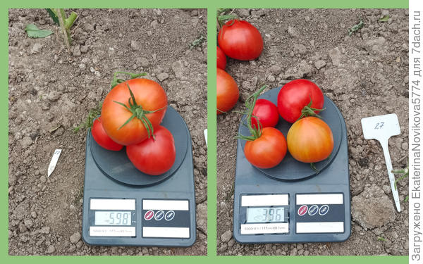 Томат Биф Стар F1