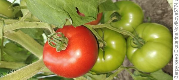 Томат Биф Стар F1