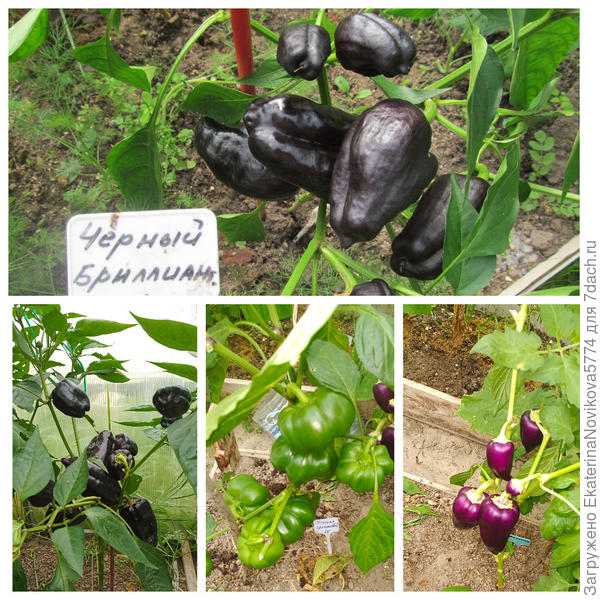 Сладкие перцы