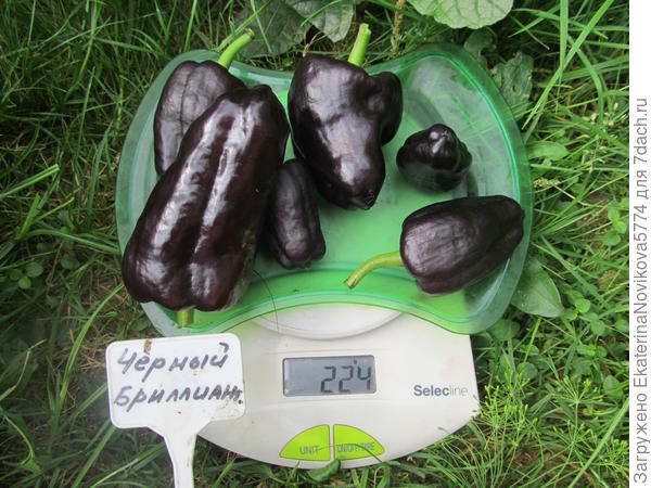 сладкий перец Черный бриллиант