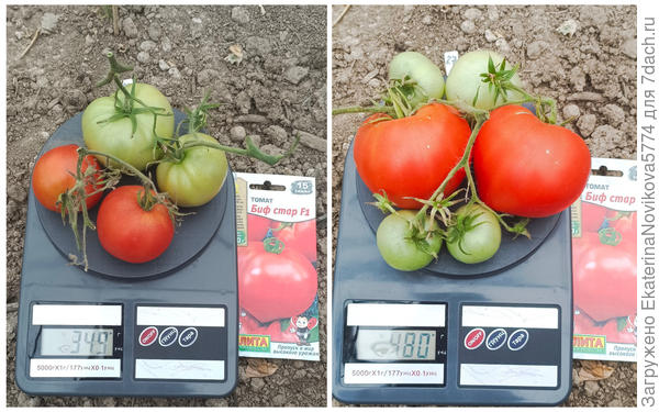 Томат Биф Стар F1