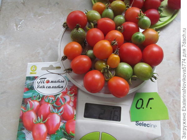 Томат Красна девица первый сбор