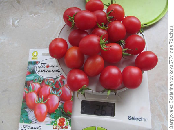 Второй сбор томата Красна девица в теплице
