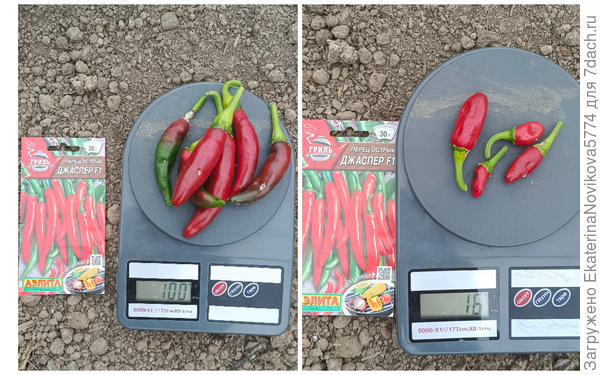 Острый перчик