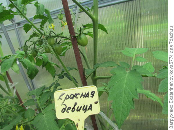 томат Красна девица