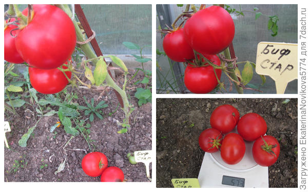 томат Биф Стар