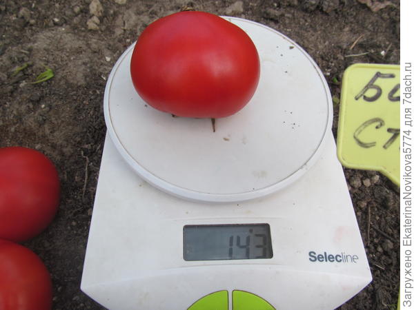 томат Биф Стар