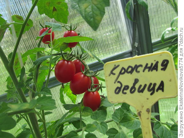 томат Красна девица