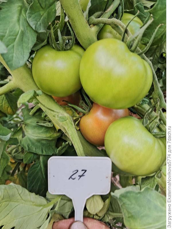 томат Биф Стар