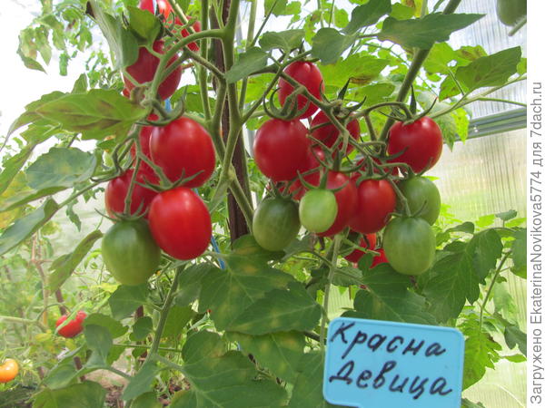 томат Красна девица