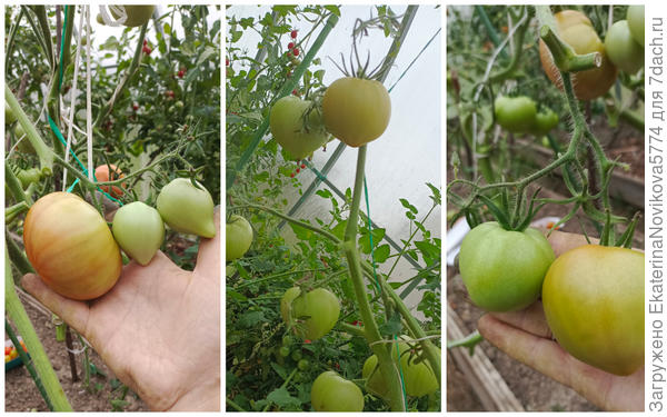 томат Биф Стар