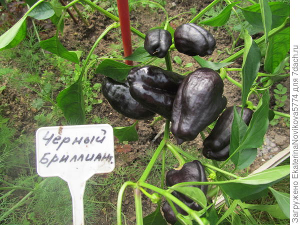 сладкий перец Черный бриллиант