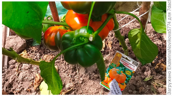 Сладкие перец Гогошар оранжевый