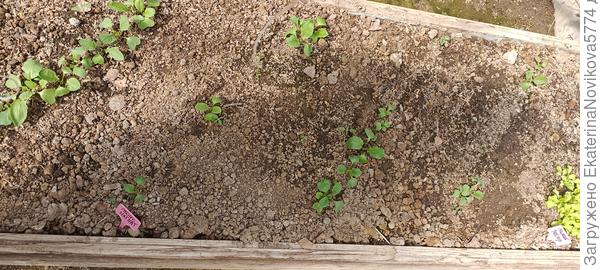 редис Магнат