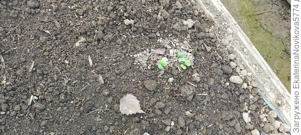 редис Магнат