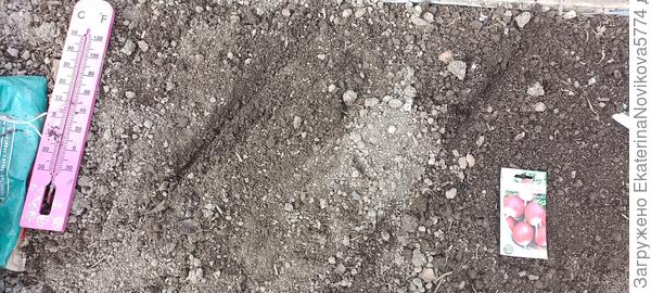 редис Магнат