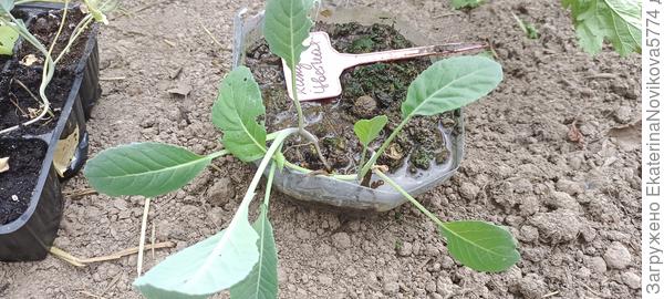 Капуста цветная Купеческая