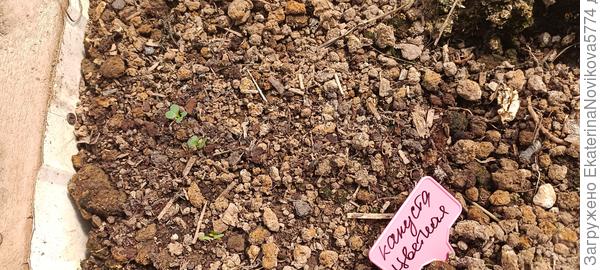 Капуста цветная Купеческая