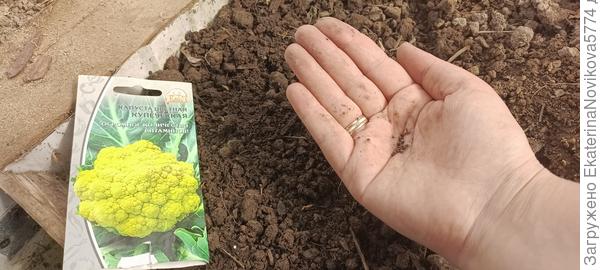 Капуста цветная Купеческая