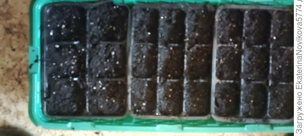 капуста цветная