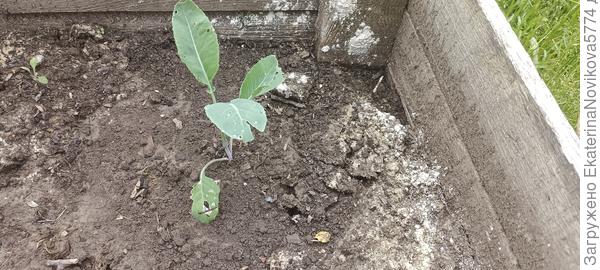 капуста из теплицы