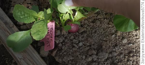 редис Магнат