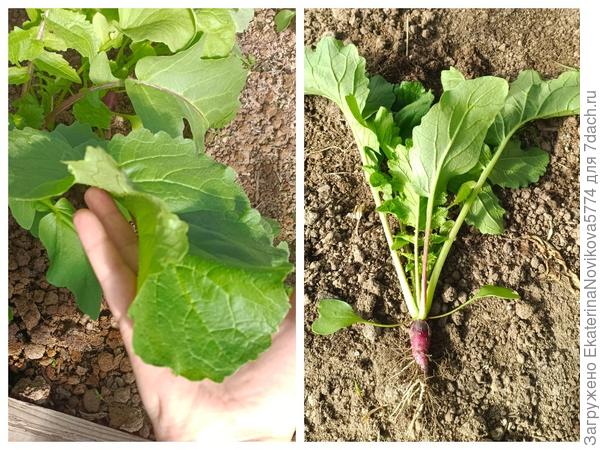 редис Магнат