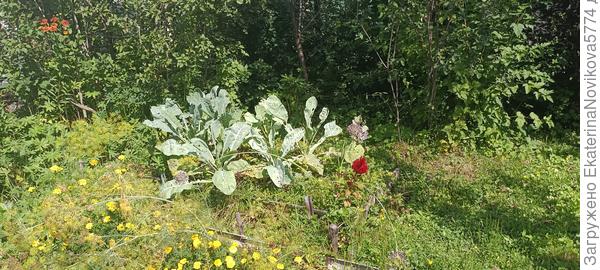 капуста у мамы