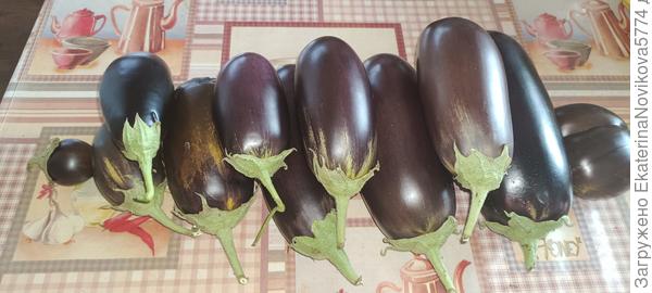 баклажан куст 1