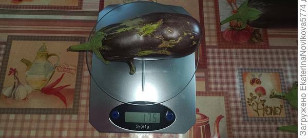 баклажан с носиком