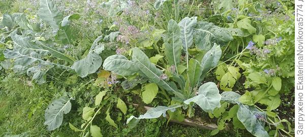 капуста у мамы