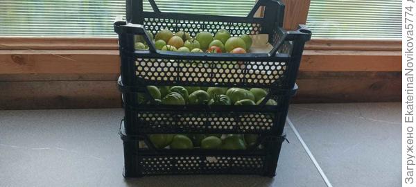 все томаты открытый грунт