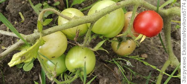 томат Вкусника